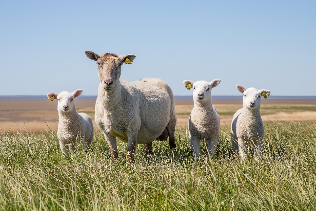 Surviving Lambing Season 